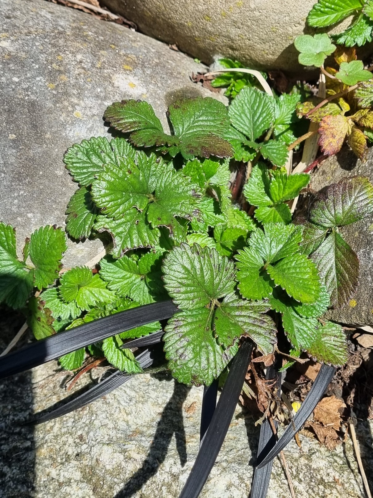 Duchesnea indica, Indische Scheinerdbeere