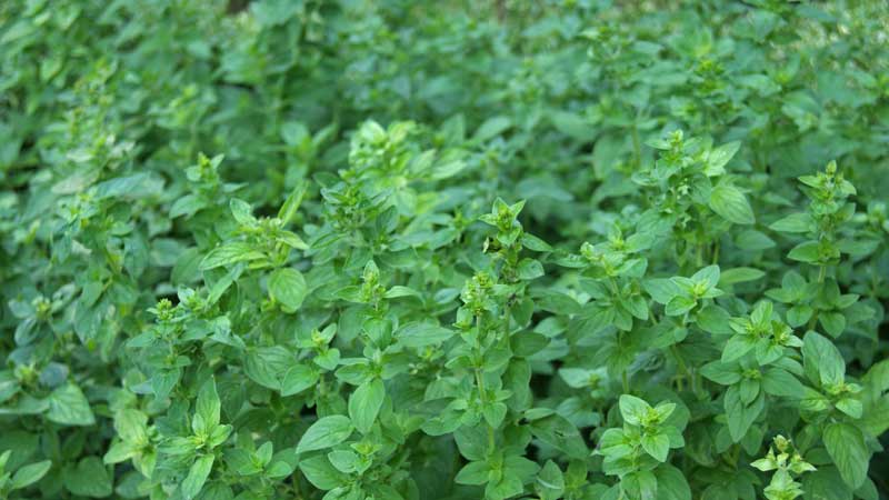 Origanum vulgare, wilder Majoran