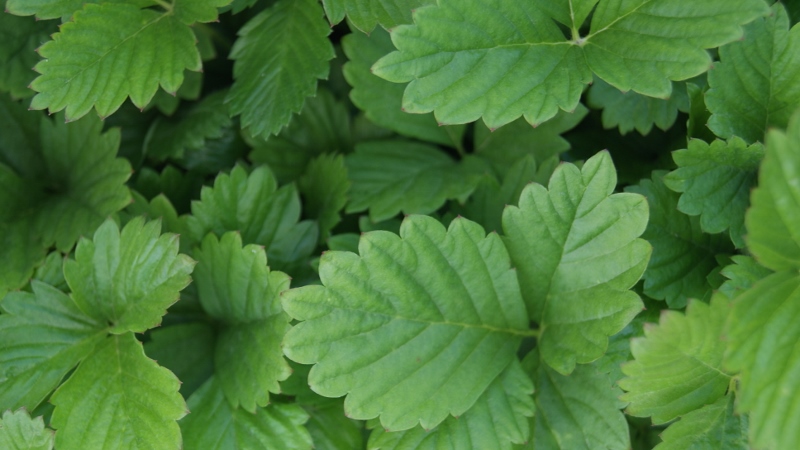 Fragaria vesca, Walderdbeere