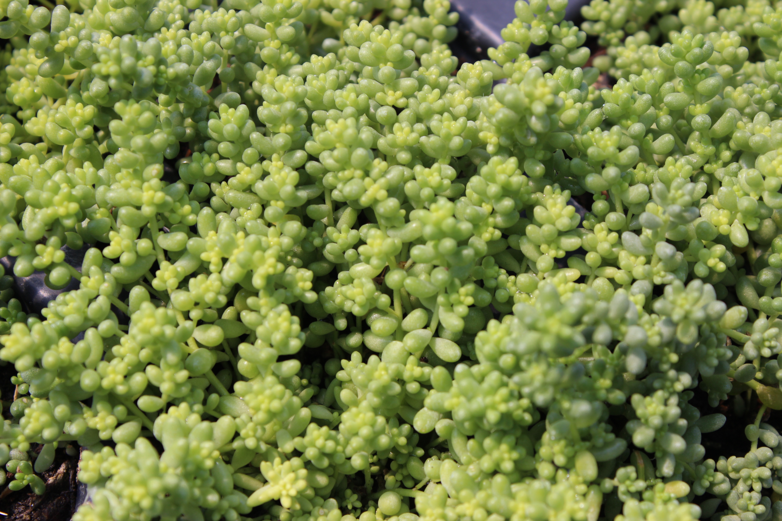 Sedum album micranthum, Kleine weiße Fetthenne