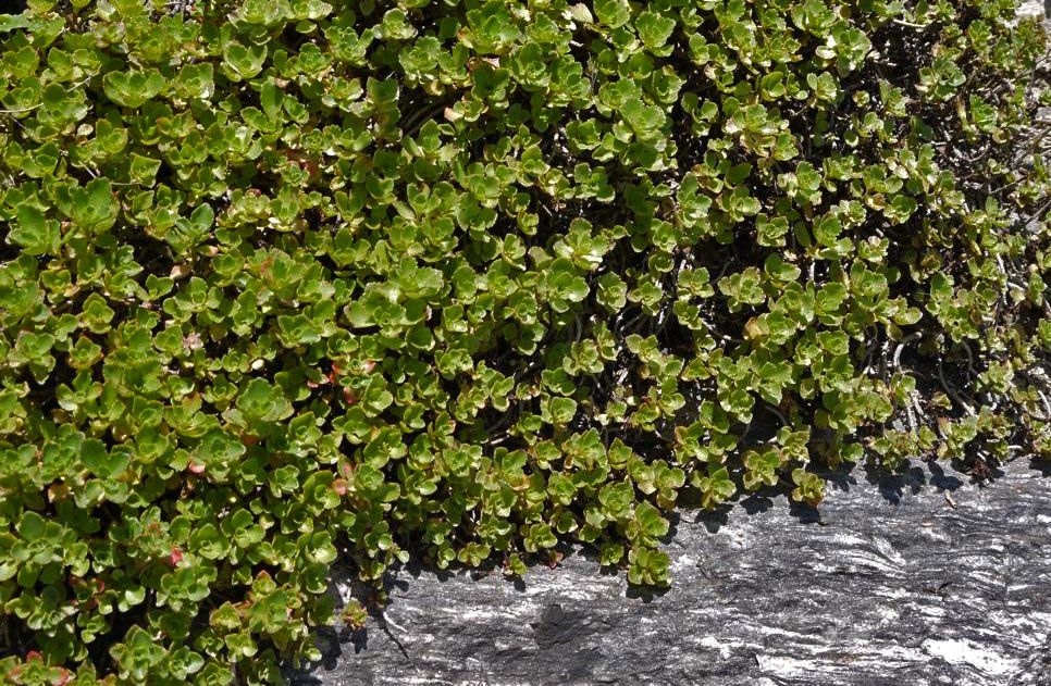 Sedum spurium album superbum, Teppich-Sedum
