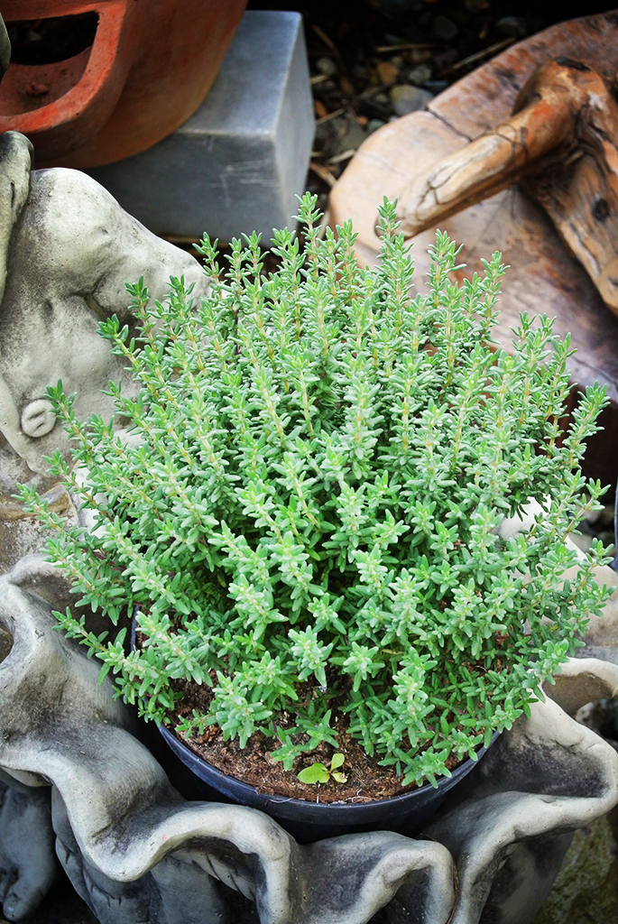 Thymus-Vulgaris3 Thymus vulgaris, Echter Thymian