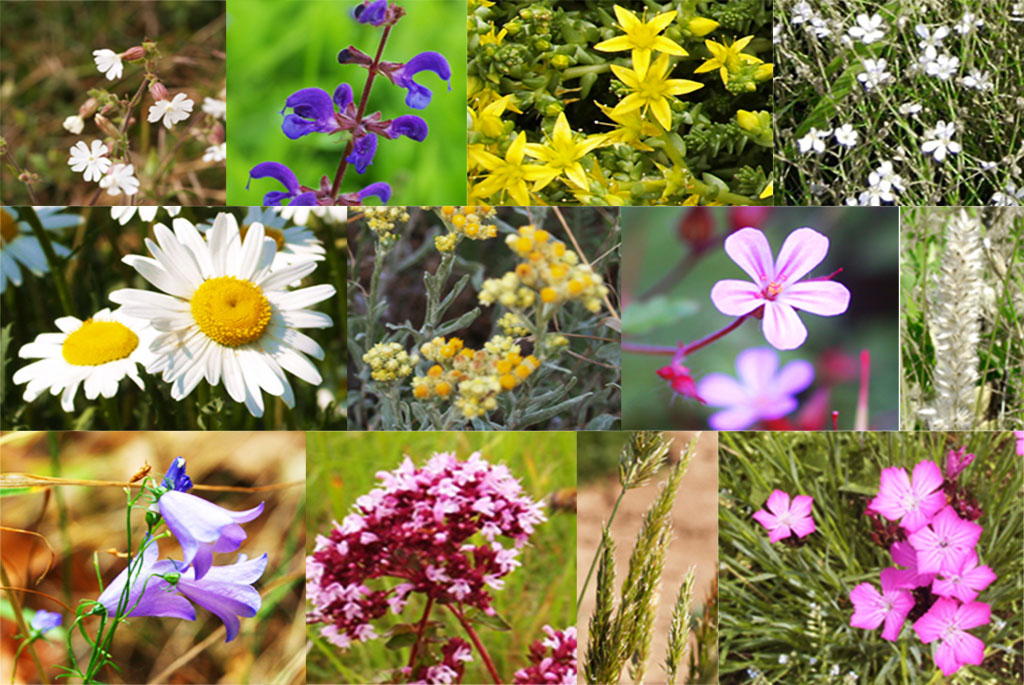 blumencollage Dachsaatmischung reine Kräuter und Blühstauden