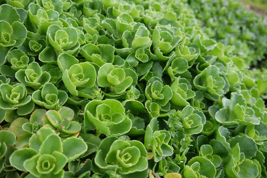 Sedum spurium album superbum, Teppich-Sedum