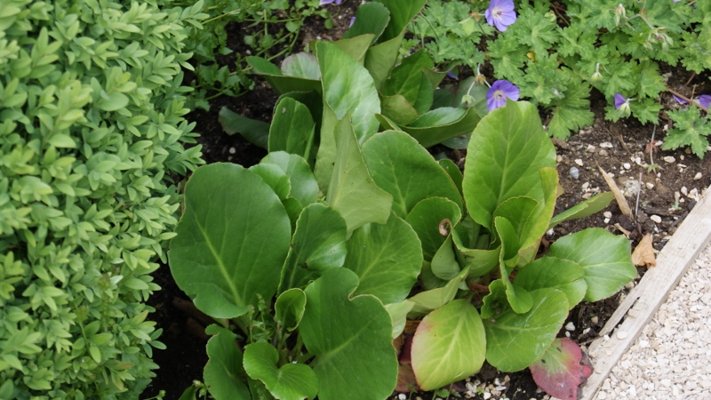 Bergenia cordifolia, Riesensteinbrech