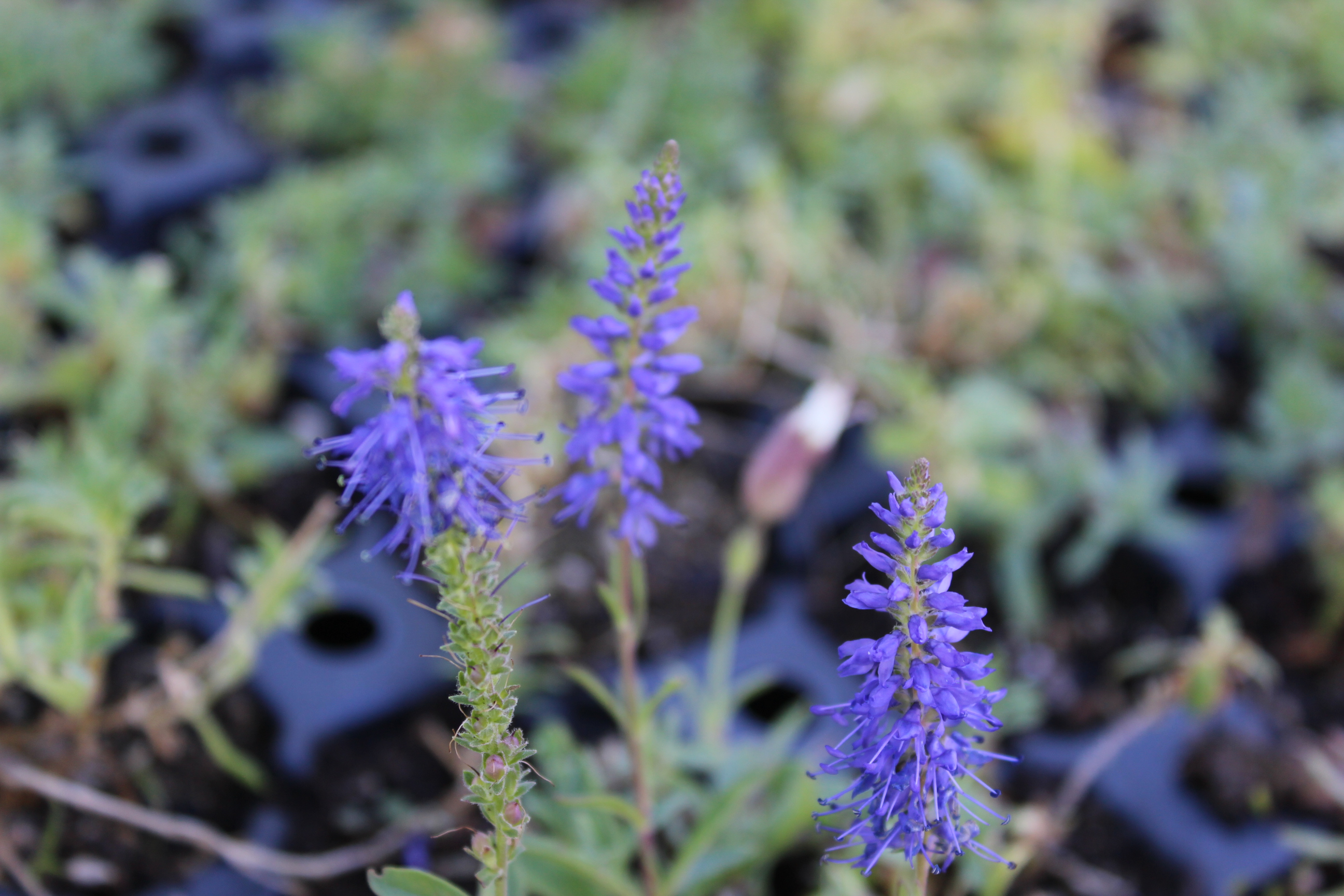 Veronica spicata, Ähriger Ehrenpreis