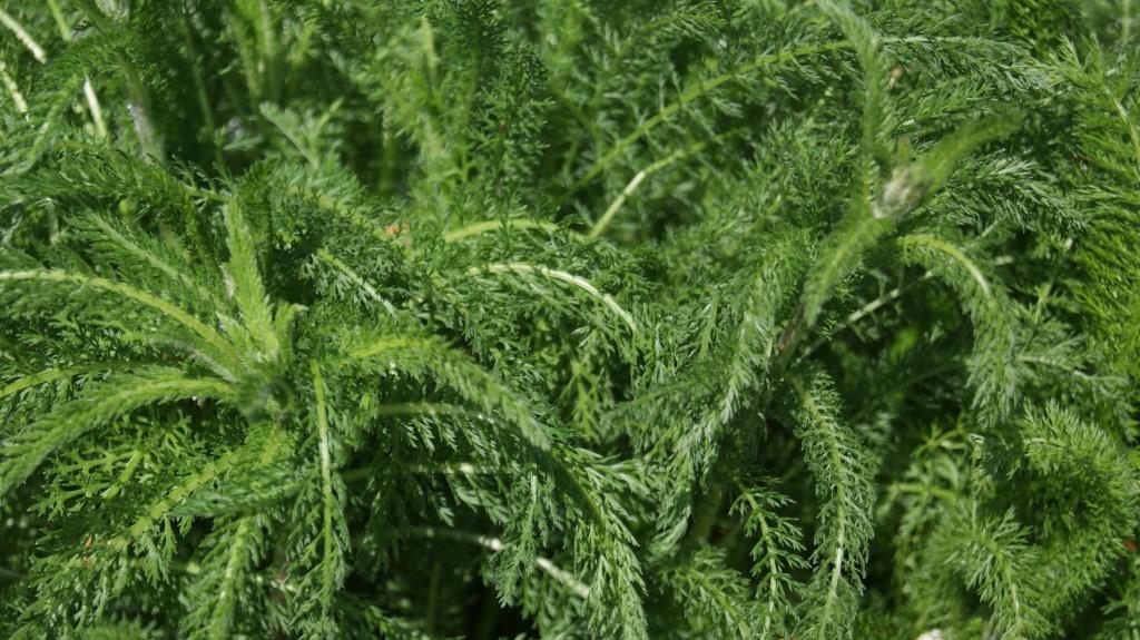 Achillea tomentosa, Teppichschafgarbe