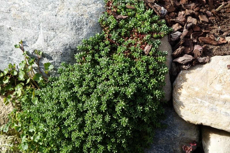 Sedum album, weißer Mauerpfeffer