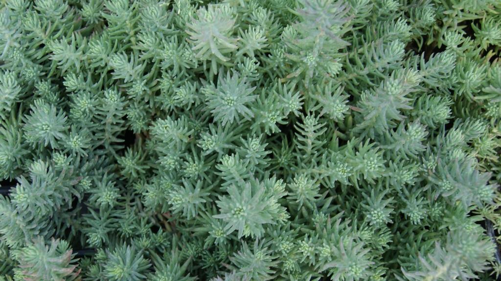 Sedum reflexum, Tripmadam Felsen-Fetthenne