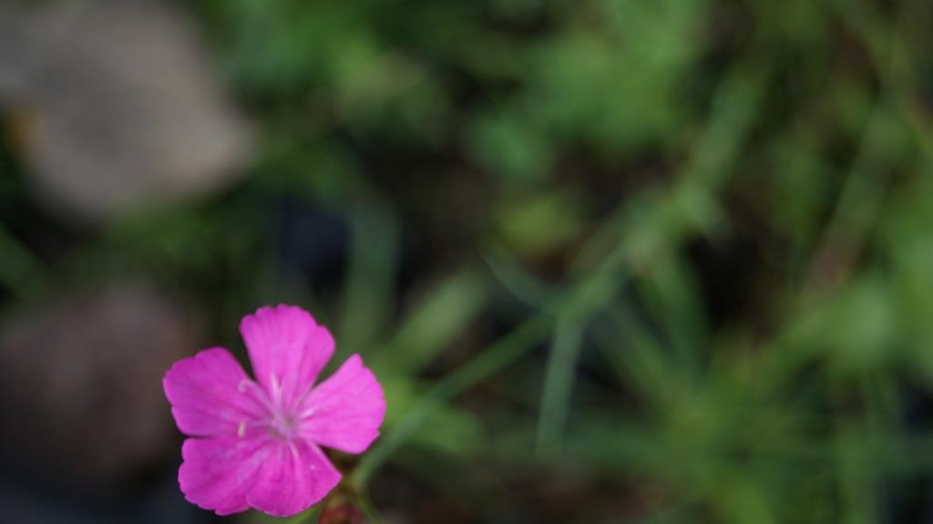 Dianthus carthusianorum, Karthäuser-Nelke