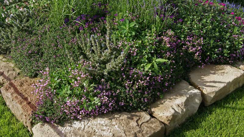 thymus-vulgaris-in-sorten-bambuswald Thymus vulgaris, Echter Thymian