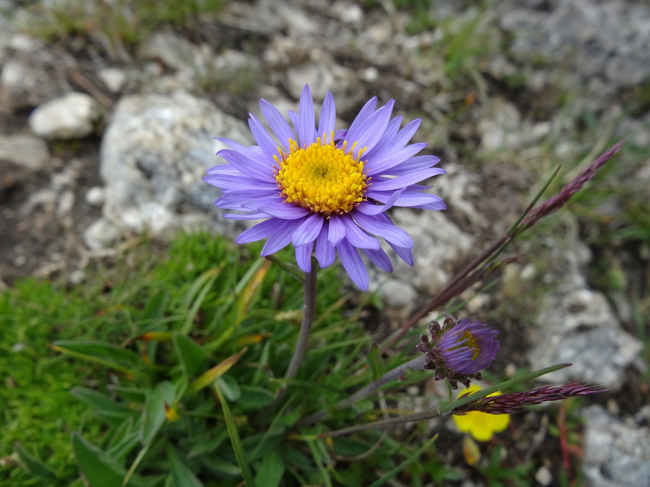Aster Alpinus, Alpen-Aster