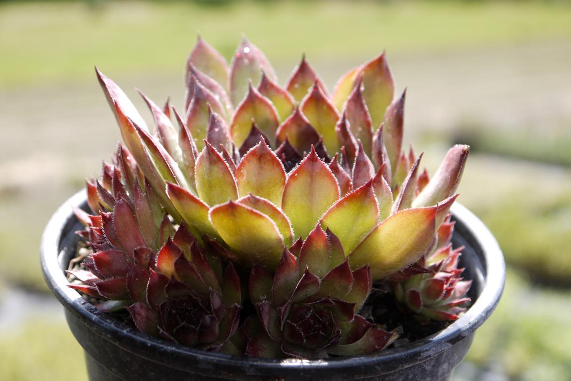 sempervivum-hauswurz-dachgarten24-2 Sempervivum in Sorten, Dachwurz