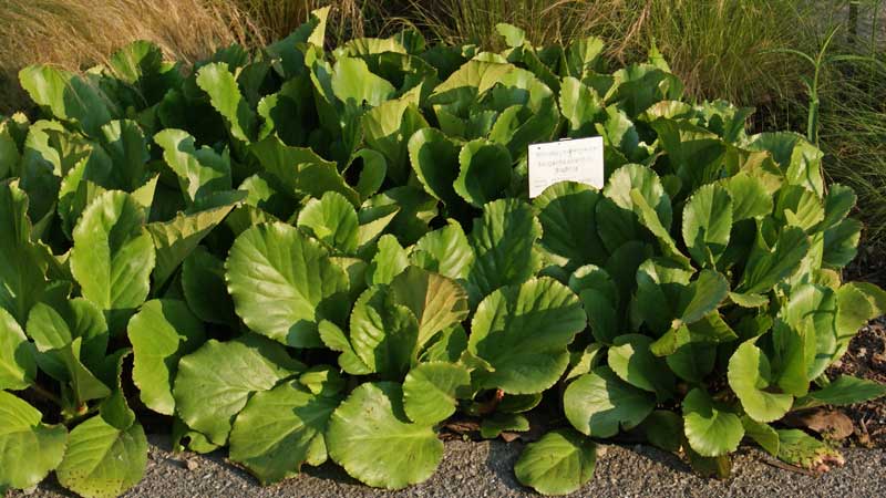 Bergenia cordifolia, Riesensteinbrech