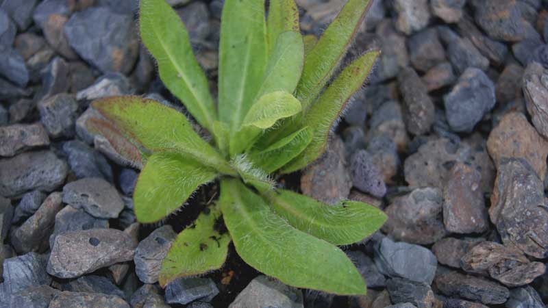 Hieracium pilosella, kleines Habichtskraut