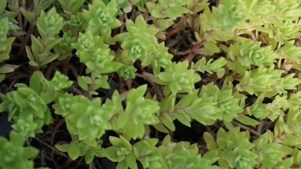 Sedum sarmentosum, Chinaranken Sedum