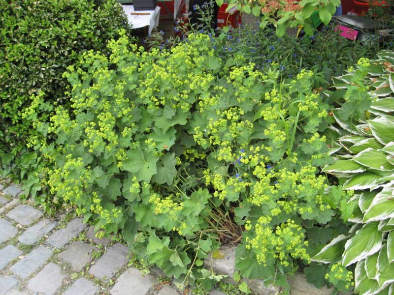 Alchemilla mollis, Weicher Frauenmantel