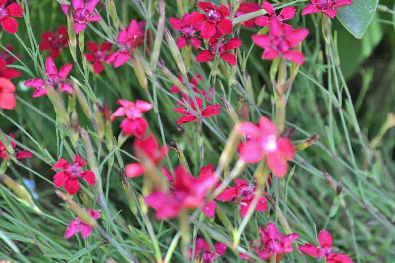 Dianthus deltoides, Heide-Nelke