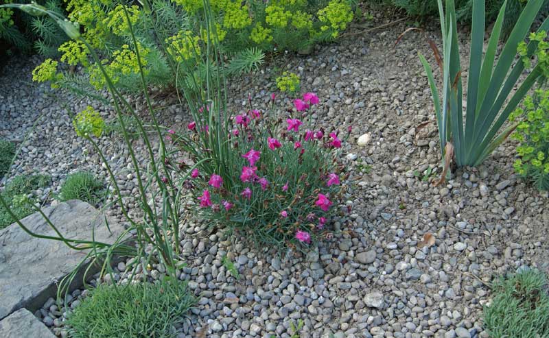 Dianthus plumarius, Federnelke