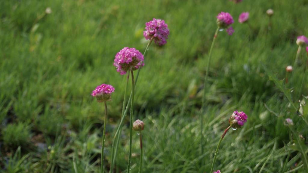 Armeria maritima, Grasnelke