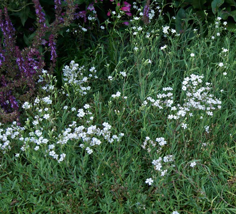 Gypsophila repens, Teppich-Schleierkraut