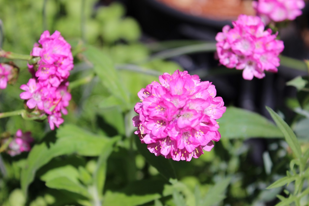 Armeria maritima, Grasnelke