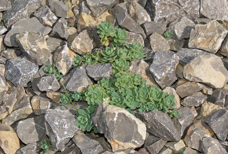Rhodiola primuloides var. pachyclados, Afghanischer Rosenwurz