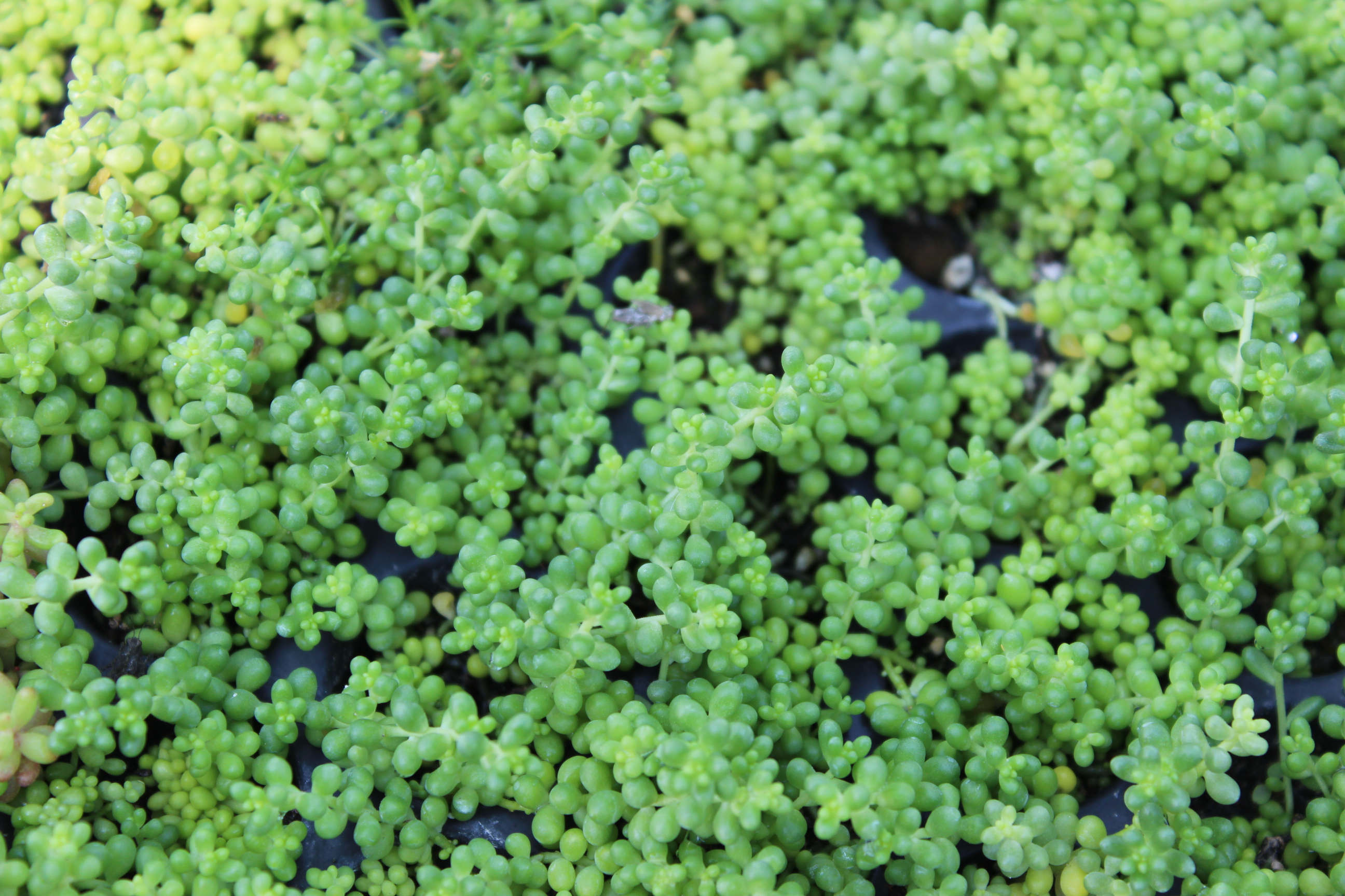 Sedum album micranthum, Kleine weiße Fetthenne