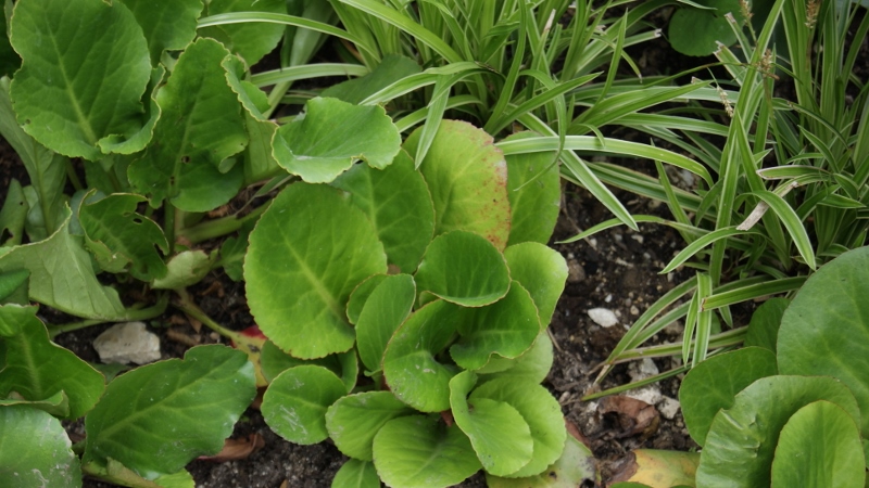Bergenia cordifolia, Riesensteinbrech