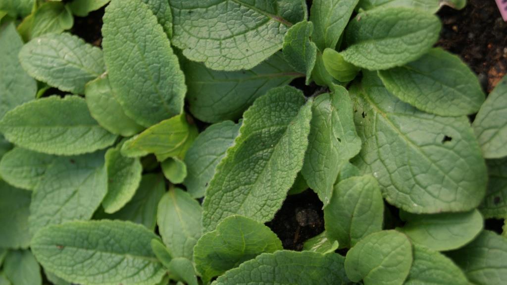 Verbascum phoeniceum, Königskerze