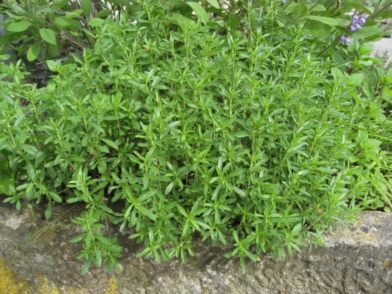 bergbohnenkraut_satureja-montana_1 Satureja montana, Bergbohnenkraut