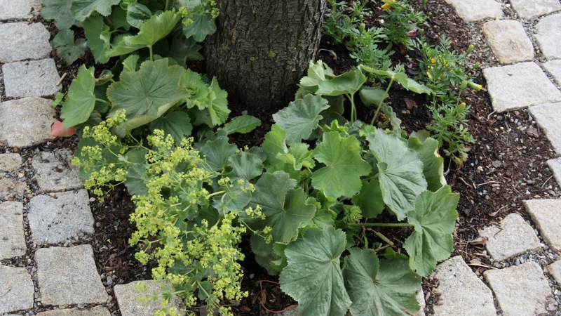 Alchemilla mollis, Weicher Frauenmantel