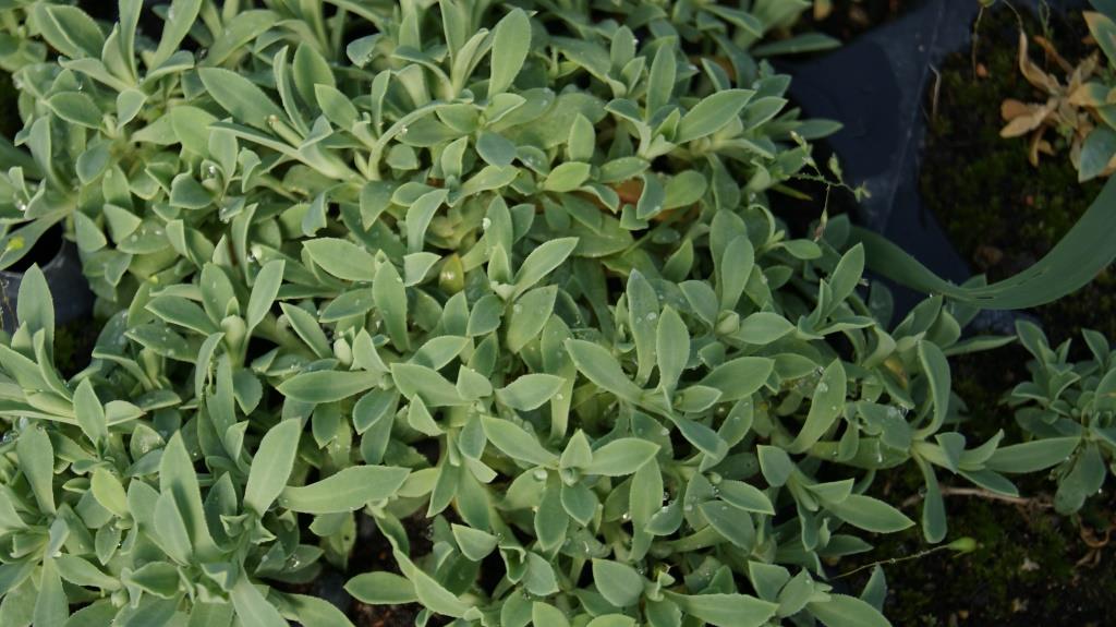 Silene uniflora, Leimkraut
