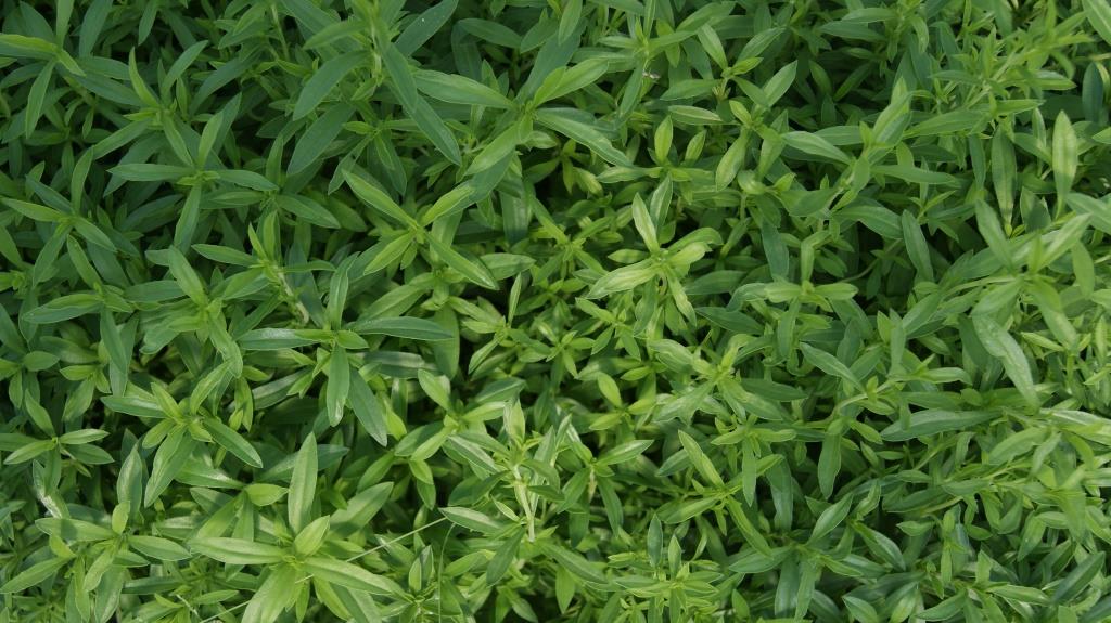 saturaja-montana-dach-kr-uter-253e1ffc4f04a4 Satureja montana, Bergbohnenkraut