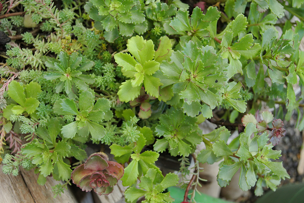 Sedumsprossen Gelb-Rot-Mix
