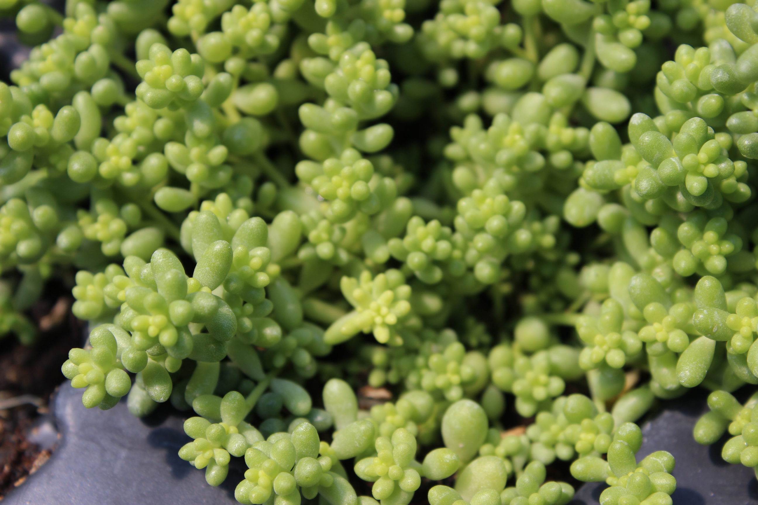 Sedum album micranthum, Kleine weiße Fetthenne