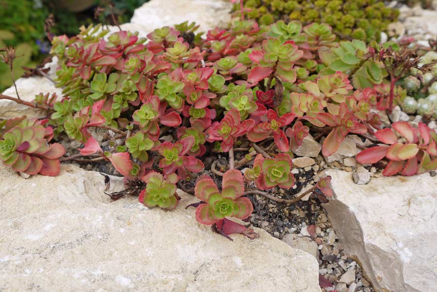 sedum-spurium-coccineum-dachgarten24-1 Sedum spurium coccineum, Kaukasus-Fetthenne