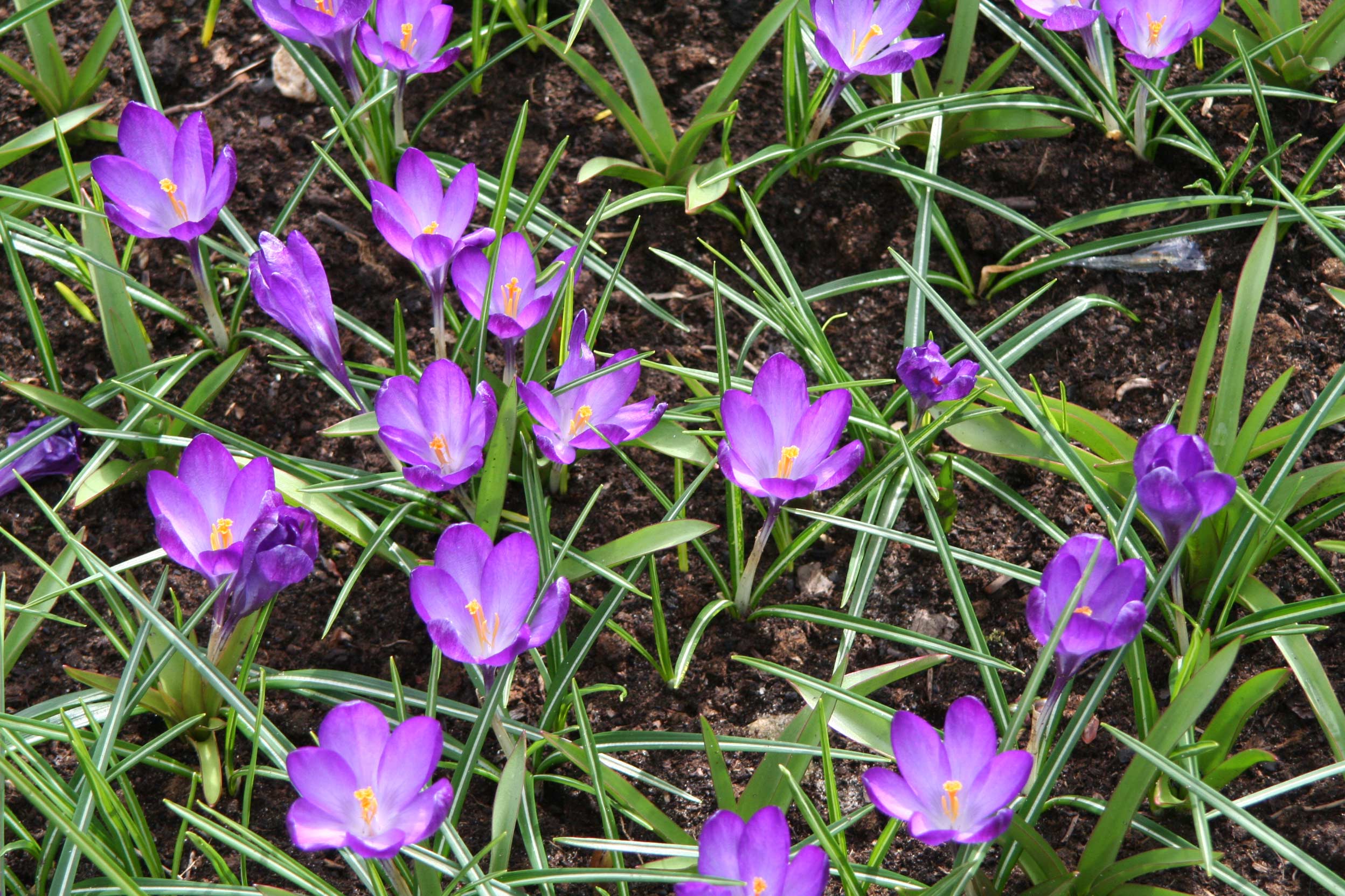 Crocus-tomm-Ruby-Giant-ku-13-Dachzwiebeln-Dachgarten Blumenzwiebel Mischung - für Ihr farbenfrohes Dach im Frühjahr