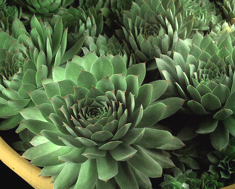 sempervivum-dachwurz-5 Sempervivum in Sorten, Dachwurz