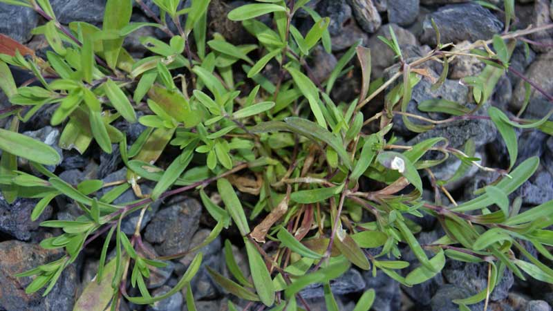 Dianthus deltoides, Heide-Nelke