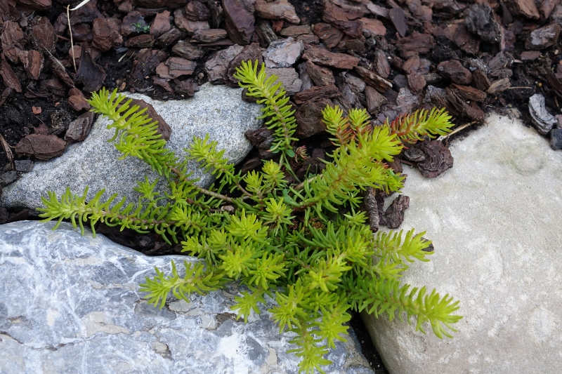Sedum rupestre, Felsen-Fetthenne