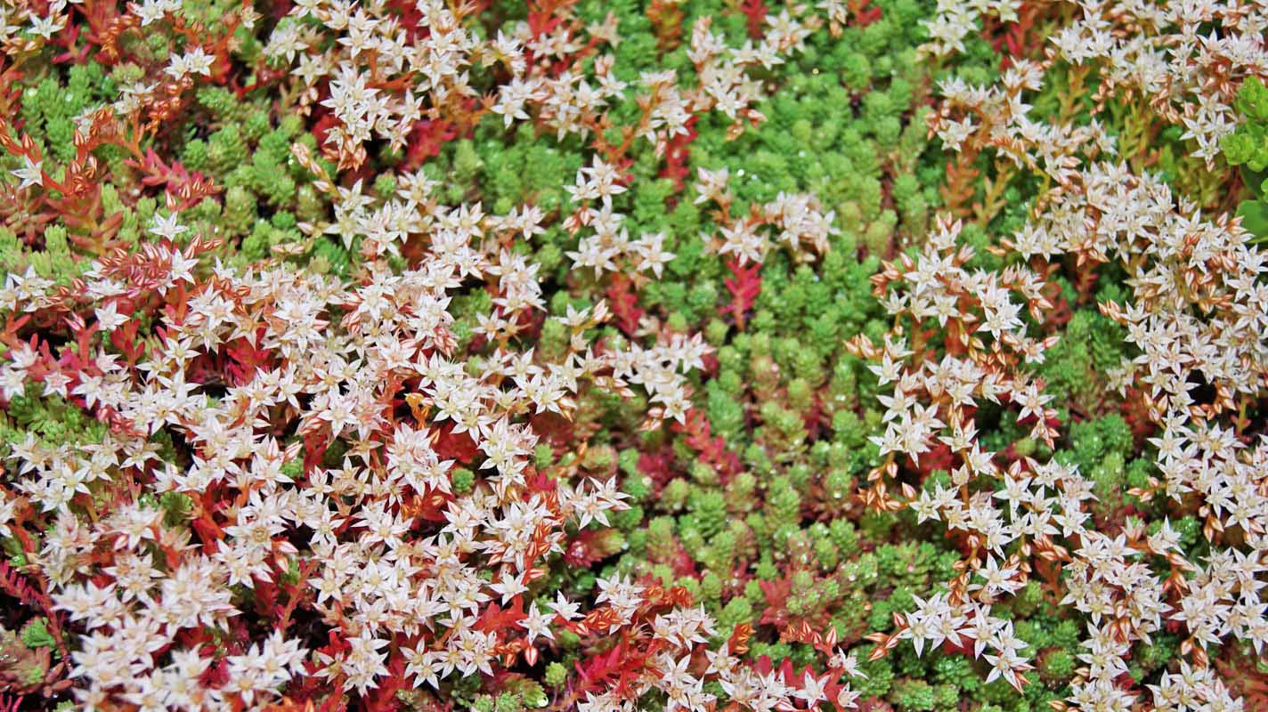 Sedum hispanicum, Spanischer Mauerpfeffer