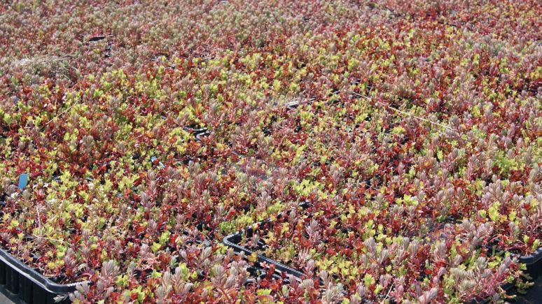 sedum-mix-platten