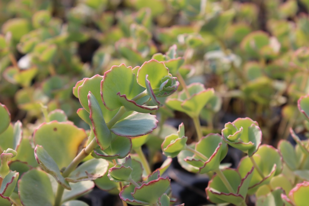 Sedum sieboldii - Siebold Fetthenne