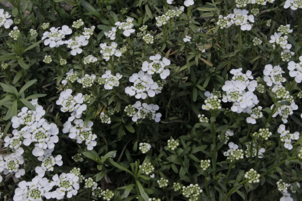 Iberis sempervirens, Immergrüne Schleifenblume