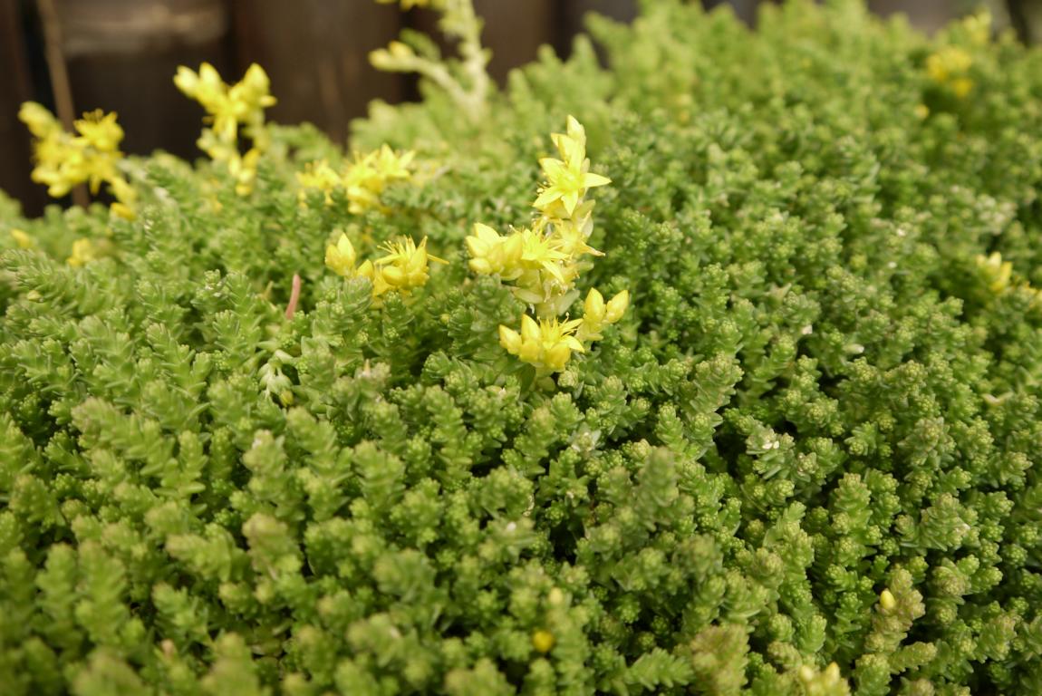 Sedum acre, Scharfer Mauerpfeffer
