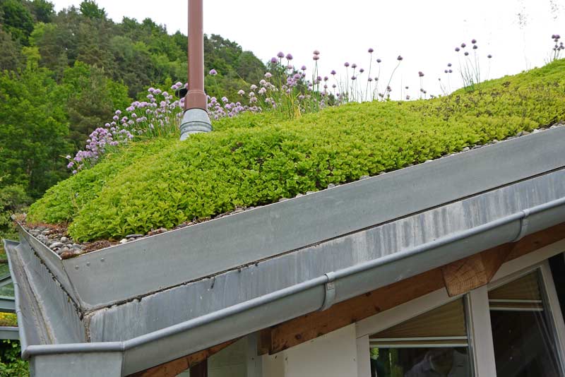 dachgarten24-gruendach-sedum7