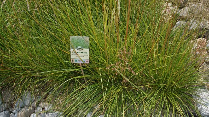 Deschampsia cespitosa, Rasenschmiele