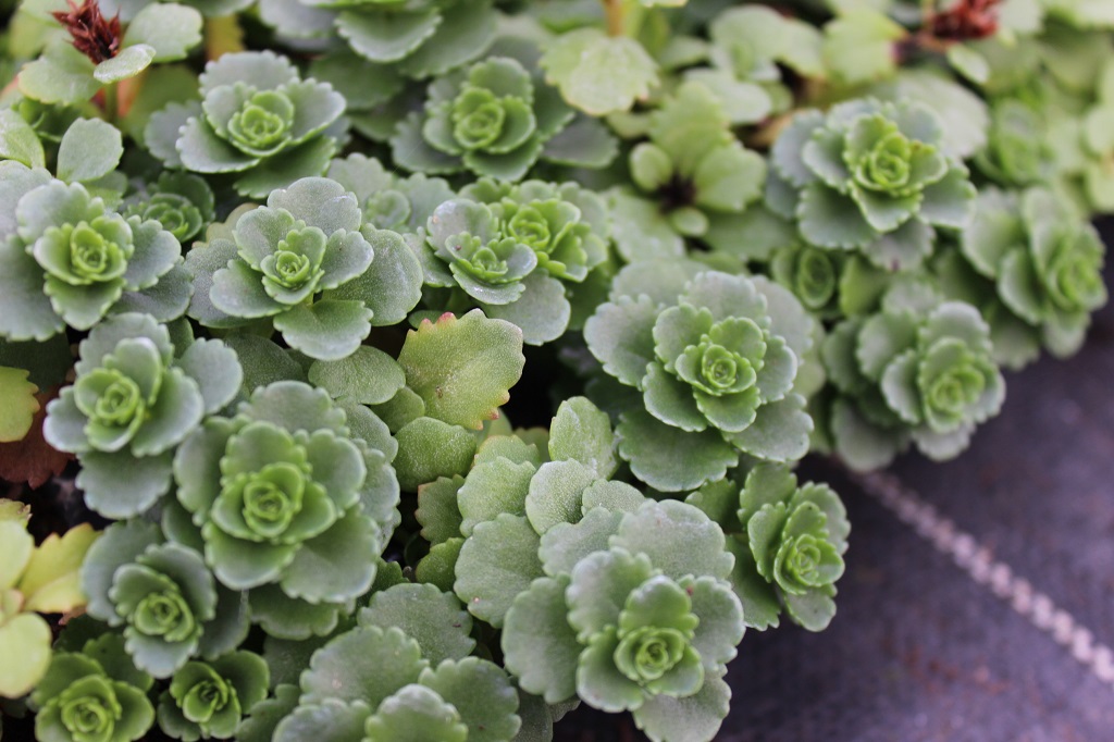 Sedum kamtschaticum, Kamtschatka-Sedum