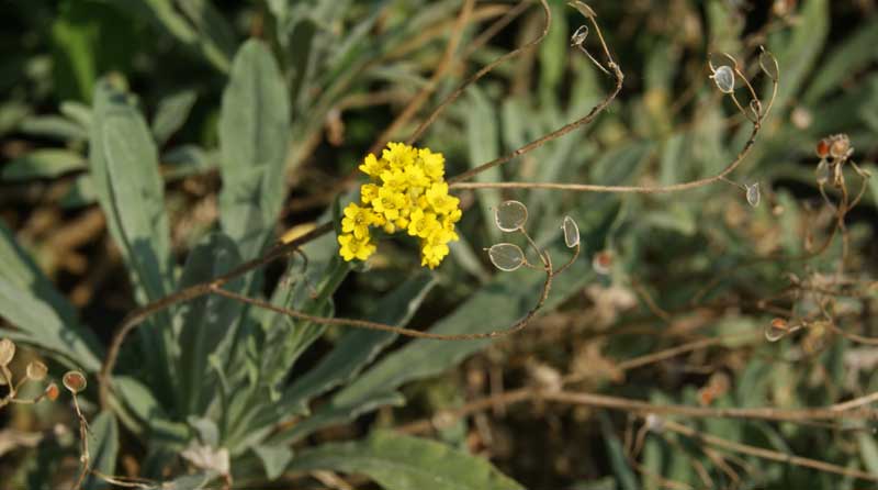 Aurinia saxatilis, Steinkraut